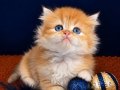 British longhair golden bebek