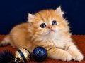 British longhair golden bebek