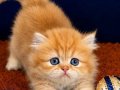 British longhair golden bebek
