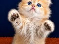 British longhair golden bebek
