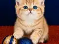 British Shorthair Golden Bebek