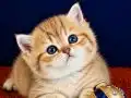 British Shorthair Golden Bebek