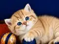 British Shorthair Golden Bebek