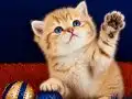 British Shorthair Golden Bebek