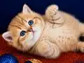 British Shorthair Golden Bebek