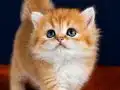 British longhair golden bebek 
