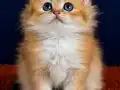 British longhair golden bebek 