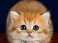 British longhair golden bebek 