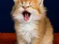 British longhair golden bebek 