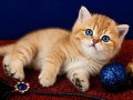 British Shorthair Golden Dişi