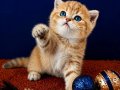 British Shorthair Golden Dişi