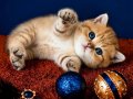 British Shorthair Golden Dişi