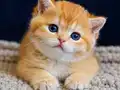 Show kalite British Shorthair Golden Bebekler 