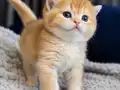 Show kalite British Shorthair Golden Bebekler 