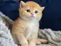Show kalite British Shorthair Golden Bebekler 