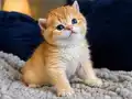 Show kalite British Shorthair Golden Bebekler 
