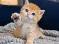 Show kalite British Shorthair Golden Bebekler 