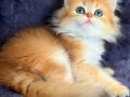 British longhair golden bebek