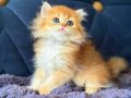 British longhair golden bebek