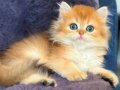 British longhair golden bebek