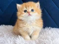 British Shorthair ve Longhair Golden yavrular 