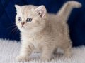 British Shorthair Silver 