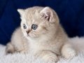British Shorthair Silver 