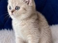 British Shorthair Silver 