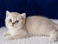 British Shorthair Silver 