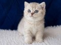 British Shorthair Silver 