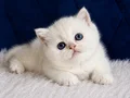 British Shorthair Silver ns12