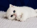 British Shorthair Silver ns12