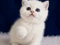 British Shorthair Silver ns12