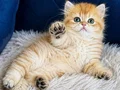British Shorthair ve Longhair Golden yavrular