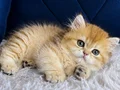 British Shorthair ve Longhair Golden yavrular