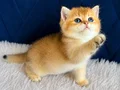 British Shorthair ve Longhair Golden yavrular