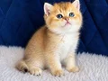 British Shorthair ve Longhair Golden yavrular