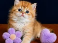 British Longhair Golden by11