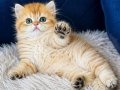 British Longhair golden erkek