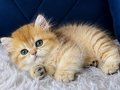 British Longhair golden erkek