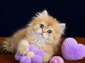 British Longhair Golden by11