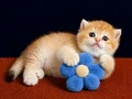 British Shorthair Golden Yavrular 