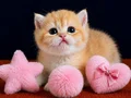 British Shorthair Golden Yavrular 