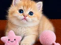 British Shorthair Golden Yavrular 