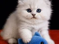 Scottish Fold Silver