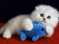 Scottish Fold Silver