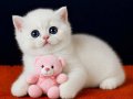 British Shorthair Golden Point ny1233