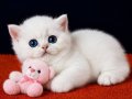 British Shorthair Golden Point ny1233