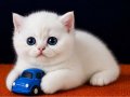 British Shorthair Golden Point ny1233