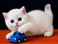 British Shorthair Golden Point ny1233